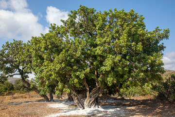 Mastic gum resin flows from the mastic tree. Chios island - Greece