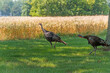 Wild Turkeys Walking In The Grass Near A Cornfield