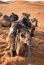 Camels Resting In The Sahara Desert, Beautiful Desert Landscape