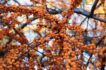 Canvas Print - branch of sea buckthorn with bright ripe berries