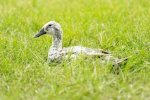 Closeup Of An Indian Runner Duck On A Green Grass