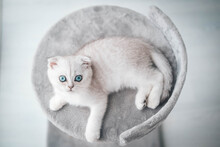 Close-up Of A Cute Scottish Fold Kitten. The Kitten Lies On A Scratching Post. Cat Looking At The Camera While Lying On A Cat Scratch Pad