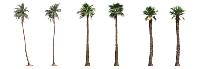 palm tree, isolate on a transparent background, 3D illustration