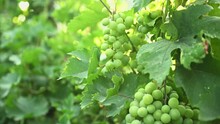 Unripe Bunch Of Grapes. Green Young Sprout Of Grapes Slowly Sways In The Wind By Early Spring. Ripening Small Branch Of Grapes, Young Inflorescence. Newly Formed Bunches Of Baby Grapes. Agriculture