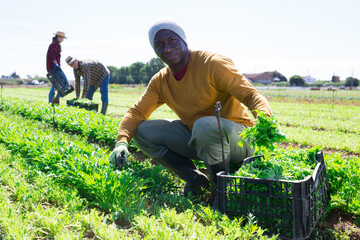 Sticker - Portrait of african man gardener harvesting fresh arugula to plastic crate at the farm field