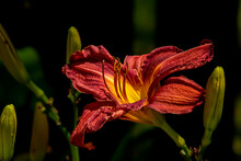 Red And Yellow Day Lily