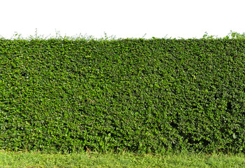 Green tree wall fence with concrete floor isolated on white background for park or garden decorative.