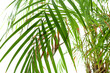Wilted palm tree on white background, closeup