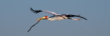 Stork Flying With Branch
