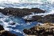 Seals suntan on rocks along Bodega Bay, California shore
