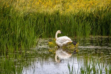 Wall Mural - swan on the lake