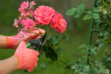 Woman in gardening gloves pruning rose bush with secateurs outdoors, closeup