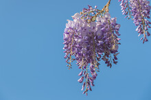 Chinese Wisteria Flower On Blue Background