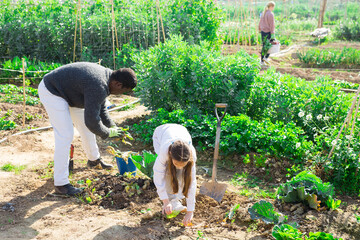 Wall Mural - Farmers family working together on the soil on the farm in the spring