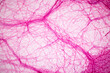 Connective tissue human and Striated muscle human under the microscope in Lab.