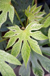 Close up of leaf of Variegated Fatsia Japonica Plant