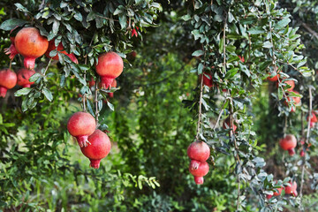 Sticker - Plantation of pomegranate trees in harvest season, great fruit for Rosh Hashanah