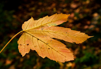 Wall Mural - maple leaf in autumn