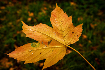 Wall Mural - maple autumn maple leaf with rainy drops on the ground