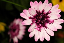 Closeup Of A Beautiful Pink African Daisy Flower In A Garden Under The Sunlight
