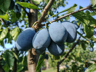 Wall Mural - Ripe plums in the tree in summer. Fresh plums. Plums in Romania