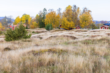 Wall Mural - Burial Mounds at an old Grave field at autumn