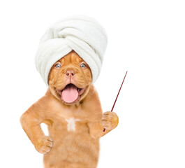 Poster - Mastiff puppy with towel on it head points away on empty space. isolated on white background