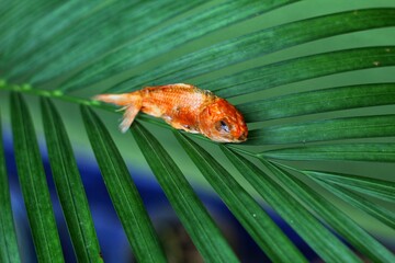 Dead dried goldfish laying on leaf HD wallpaper