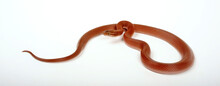 Cape House Snake // Afrikanische Hausschlange  (Boaedon Capensis)