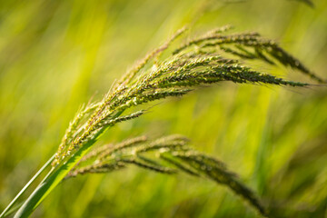 Wall Mural - Macro (close-up) de una espiga de arroz en un arrozal (campo) al atardecer