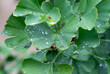 grüne Ginkgo Blätter mit Regentropfen