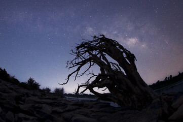 Wall Mural - beautiful milky way galaxy with dry tree and milky way shadow on mekong river, khang chiang mob, ubo