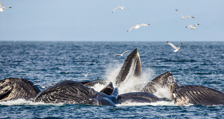 Wall Mural - Bubble-net feeding of the Humpback whales (Megaptera novaeangliae). Chatham Strait area. Alaska. USA.