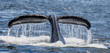 Tail of Humpback whale (Megaptera novaeangliae) above the water surface closeup. Chatham Strait area. Alaska. USA.