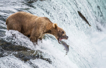 Wall Mural - Alaska Peninsula brown bear (Ursus arctos horribilis) is catching salmon in the river. USA. Alaska. Katmai National Park.