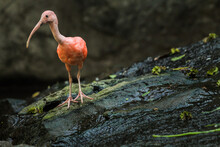 Young Scarlet Ibis, Brightly Colored Red Bird Walking On A Rock With Good Lighting In The Tropical Forested