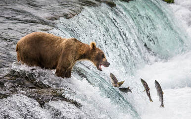 alaska peninsula brown bear (ursus arctos horribilis) is catching salmon in the river. usa. alaska. 