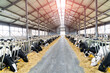 Hangar of cows feeding. Animal domestic ranching. Milk farming.