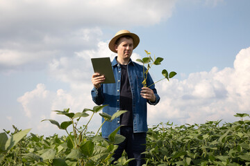 Wall Mural - A farmer in a straw hat with a tablet checks the quality of soybeans in an agricultural field and holding a soybean stalk in his hand. Front view