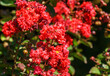 Lagerstroemia indica in blossom. Beautiful bright red flowers with red berries on Сrape myrtle tree on green background. Selective focus. Lyric motif for design.