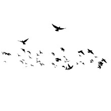 Flock Of Birds Png Photo Background