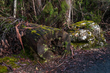Lake St Clair Australia, Wet Decaying Tree Trunk With Moss On Forest Floor 