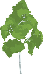 Sticker - Birch icon. Green summer tree. Natural plant