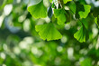 Close-up of Ginkgo biloba leaves back lit.