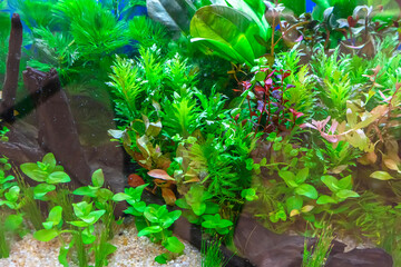 Wall Mural - Underwater landscape nature forest style aquarium tank with a variety of aquatic plants, stones and herb decorations.