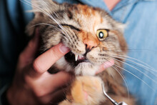 Veterinarian Is Cleaning A Cat's Teeth With An Ultrasound Scaler. Cat With Open Mouth. Pet Care Concept.