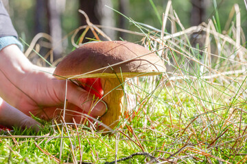 ein Maronen-Röhrling im Wald wird abgeschnitten	