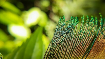 Canvas Print - Closeup of a peacock feather on a blurred background of green leaves