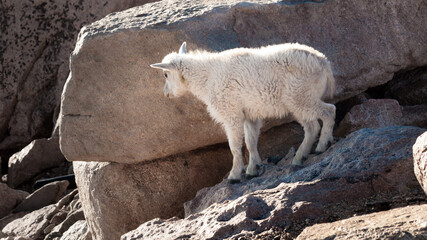 Fototapete - Mountain Goat Kid