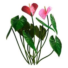 Wall Mural - 3D Rendering Tropical Flowering Anthuriums on White